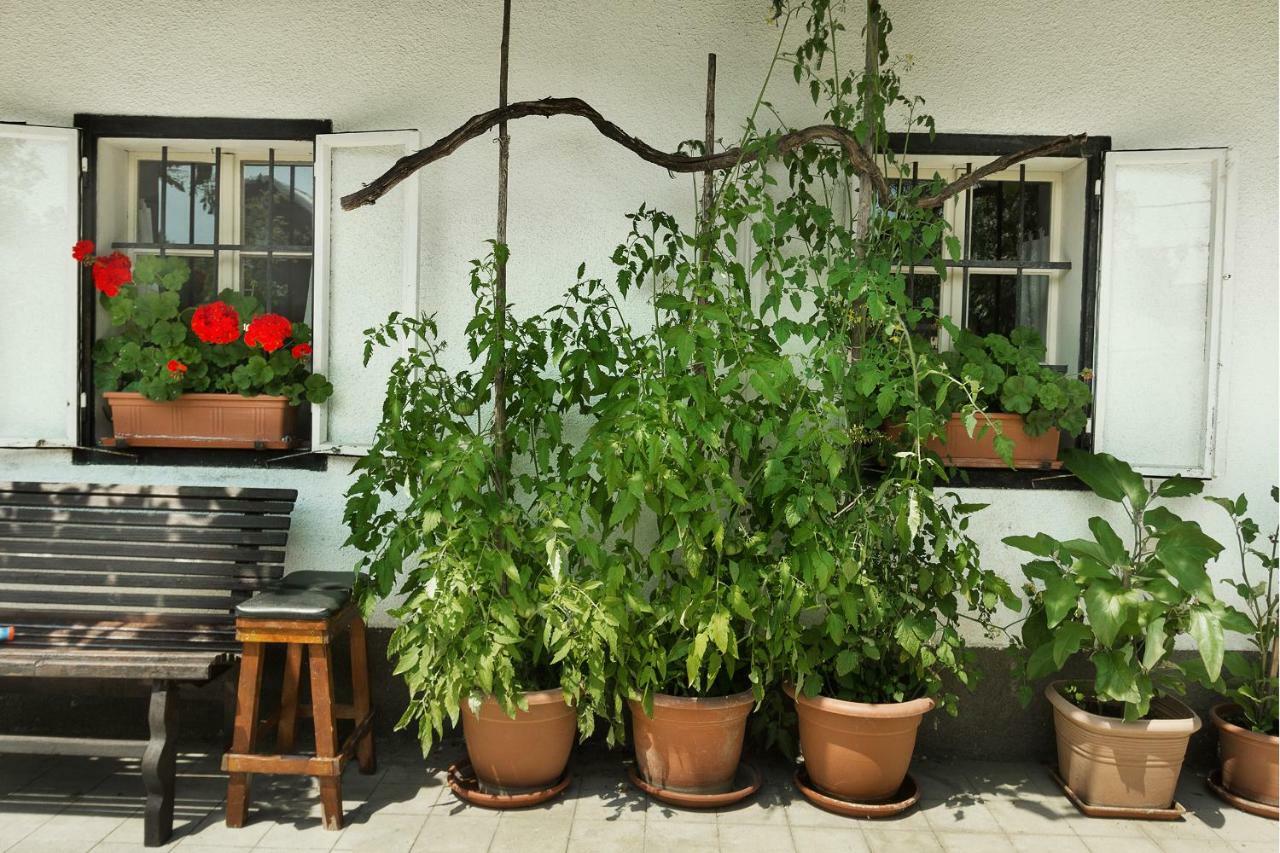 House, Garden&a Green Cat Bled Buitenkant foto